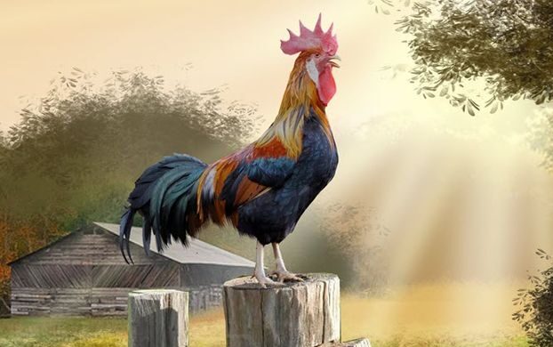Giải mã nằm mơ thấy gà trống mang điềm báo tốt hay xấu?