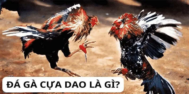 Giới thiệu về bộ môn chọi kê cựa dao