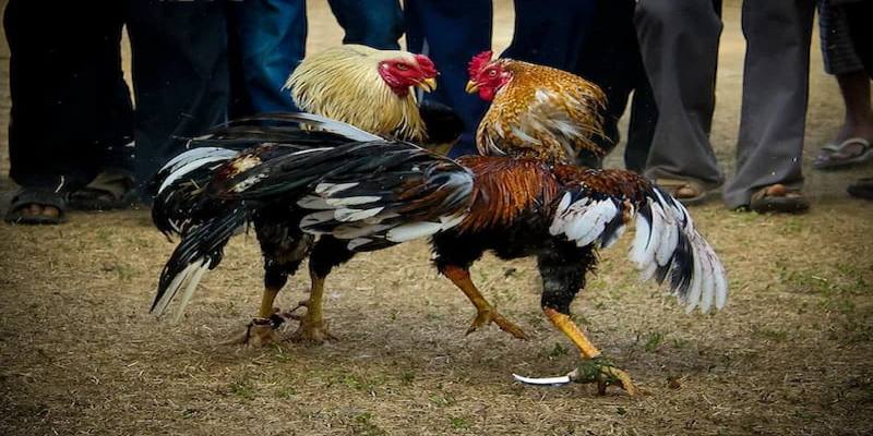 Giống gà Peru với vóc dáng to lớn và mạnh mẽ