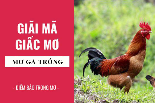 Nằm Mơ Thấy Gà Trống Mang Ý Nghĩa Đặc Biệt Gì Không